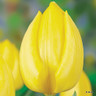Tulip 'Kikomachi'