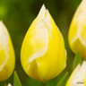 Tulip 'Sweetheart'
