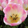 Tulip 'Synaeda Amor'