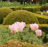 Tulip 'Synaeda Amor'