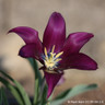 Tulip 'Burgundy' - PACK of 5 bulbs