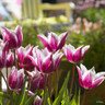 Tulip 'Claudia'