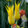 Tulip 'West Point'