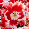 Tulip 'Dee Jay Parrot' - PACK of 5 bulbs