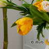 Tulip 'Eagle Wings' - PACK of 5 bulbs