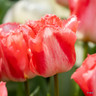 Tulip 'Lingerie' - PACK of 4 bulbs