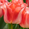 Tulip 'Lingerie' - PACK of 4 bulbs