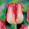 Tulip 'Lingerie' - PACK of 4 bulbs