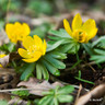 Eranthis Cilicica (Winter Aconites)