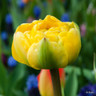 Tulip 'Sun Lover'