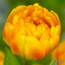 Tulip 'Sun Lover'