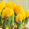 Tulip 'Yellow Baby'
