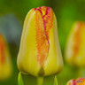 Tulip 'Cape Town' - PACK of 4 bulbs