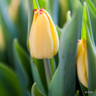 Tulip 'Cape Town'