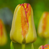 Tulip 'Cape Town'