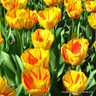 Tulip 'Golden Nizza' - PACK of 5 bulbs