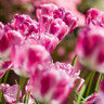 Tulip 'Hotpants'