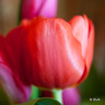Tulip 'Ile De France'