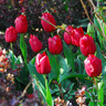 Tulip 'Ile De France'