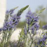 Camassia Cucksii