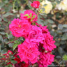 Red New Dawn - Climbing Rose