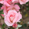Rosy Mantle - Climbing Rose