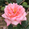 Rosy Mantle - Climbing Rose