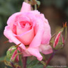 Rosy Mantle - Climbing Rose