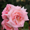 Rosy Mantle - Climbing Rose
