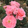 Dearest - Floribunda Rose
