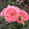 Dearest - Floribunda Rose