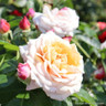 Fond Farewell - Floribunda Rose