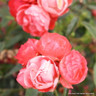 Mothersday Orange - Floribunda Rose