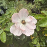 Sweet Haze - Floribunda Rose