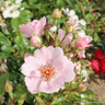 Sweet Haze - Floribunda Rose