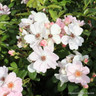Sweet Haze - Floribunda Rose