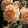 Buff beauty - Shrub Rose/ Old English