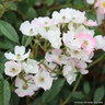 Ballerina - Shrub Rose/Old English