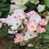 Ballerina - Shrub Rose/Old English