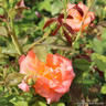 Geraldine - Shrub Rose/ Old English