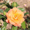 Geraldine - Shrub Rose/ Old English