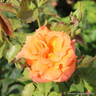 Geraldine - Shrub Rose/ Old English