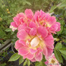 Little Flirt - Patio Rose