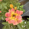 Little Flirt - Patio Rose