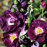 Mr Bluebird - Patio Rose