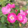 Mr Bluebird - Patio Rose