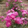 Mr Bluebird - Patio Rose