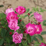 Mr Bluebird - Patio Rose