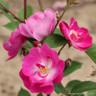 Mr Bluebird - Patio Rose