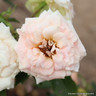 Peach Sunblaze - Patio Rose